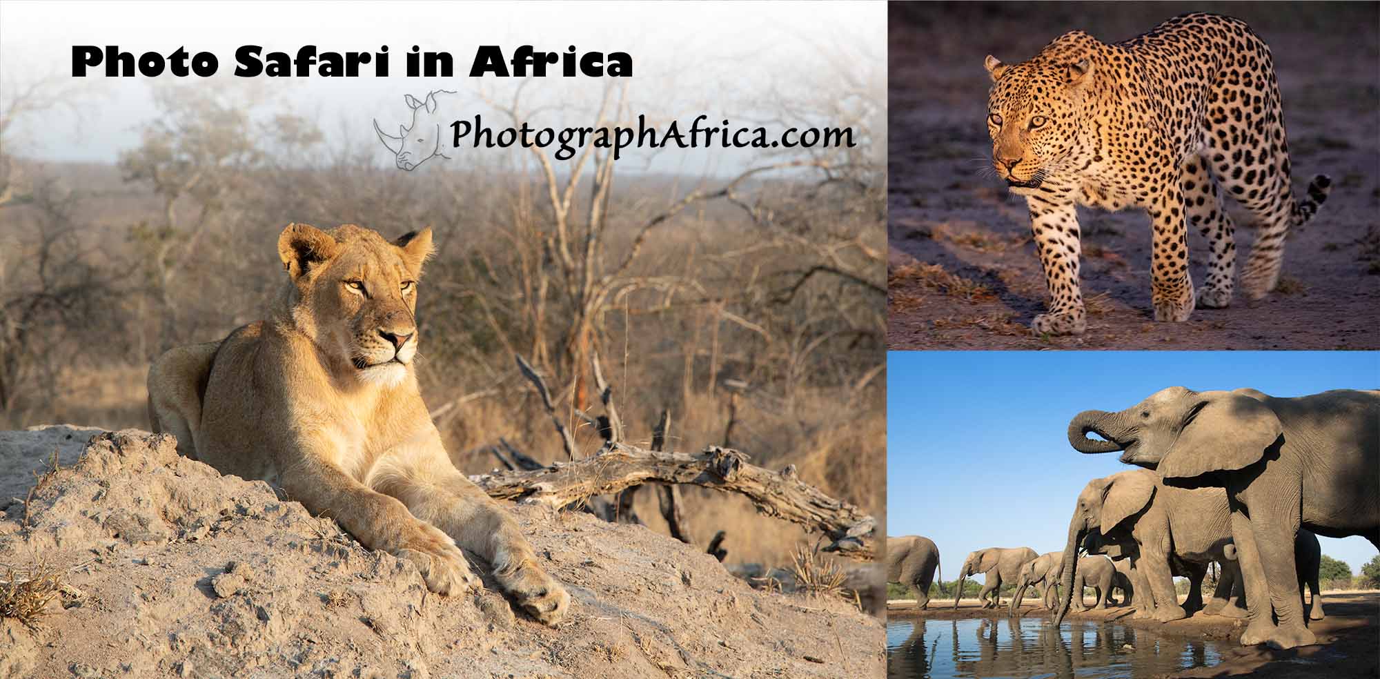 Photographic Safari in South Africa with big cats