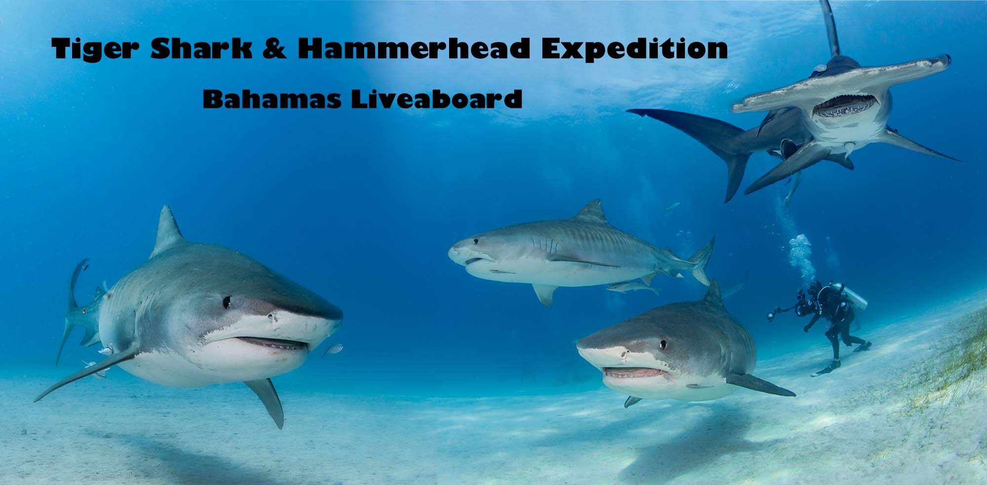 Shark Diving in the Bahamas for Tiger Sharks and Hammerheads