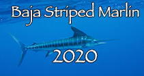 Link to Magdalena Bay Baja Sardine Run with Striped Marlin