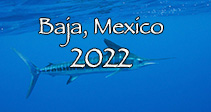 Link to Magdalena Bay Baja Sardine Run with Striped Marlin