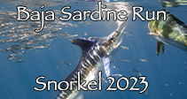 Link to Baja Sardine Run Trip Report 2023