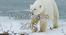 Link to Polar Bears 2017