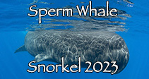 Link to Whale Snorkel Trip 2023