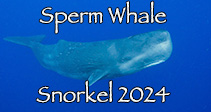 link to Sperm Whales Trip report 2024