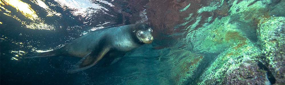 Dive with sea lions Baja Mexico La Paz