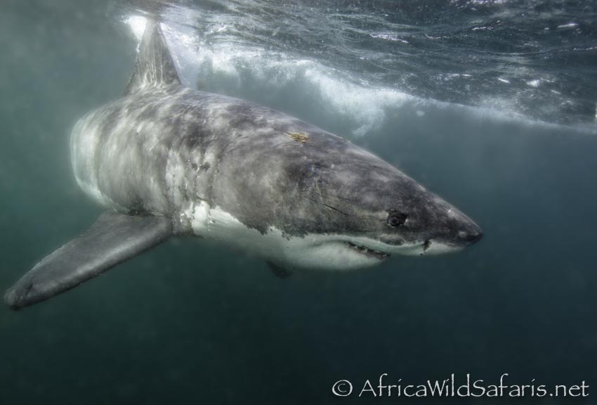 cage diving with great white sharks