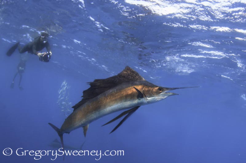 swim with sailfish and sardine run