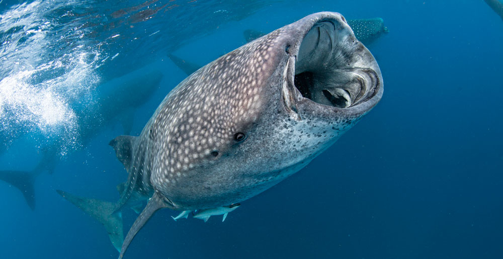 swim with whale sharks in Mexico