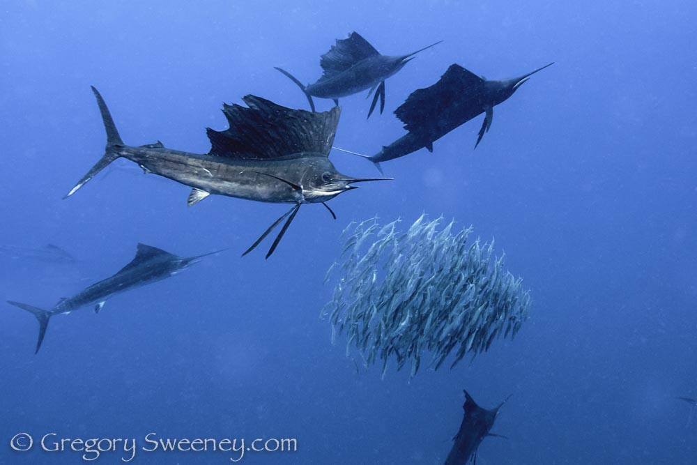 swimming with sailfish in Mexico