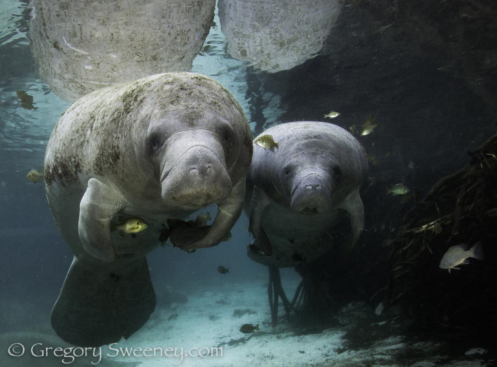 A mother and baby manatee rest in the spring