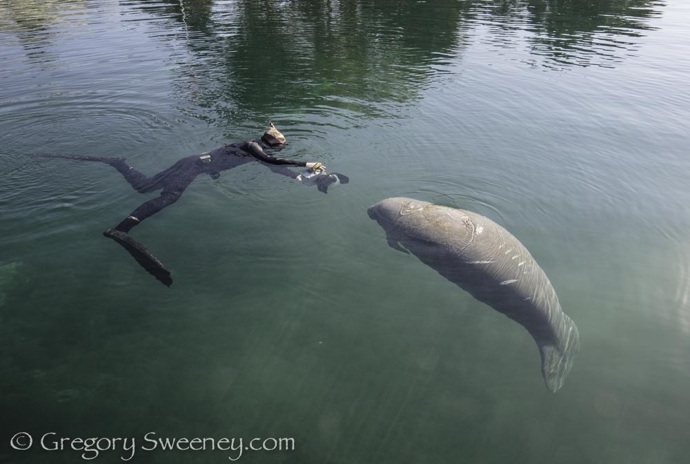 photographing manatees in Crystal River