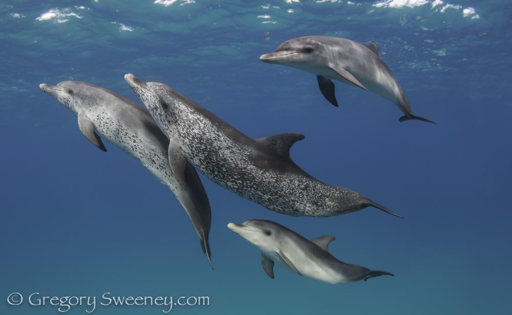 snorkel with wild dolphin