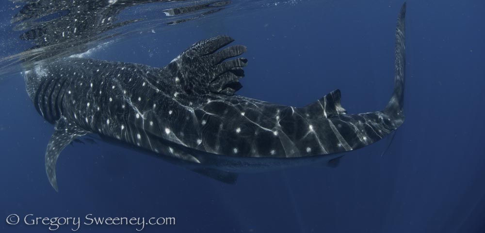 swimming with whale sharks in Mexico