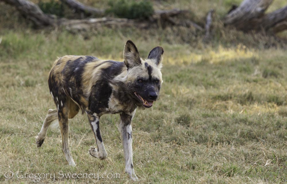 a wild dog in south africa