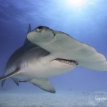 photograph great hammerhead sharks