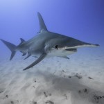 swim with hammerhead sharks bimini