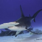 hammerhead shark bimini