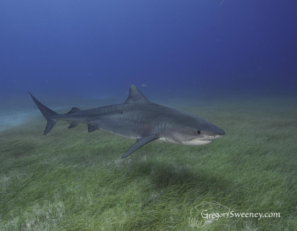tiger shark dive bahamas-3