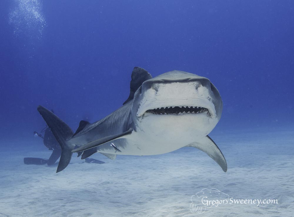 tiger shark smile