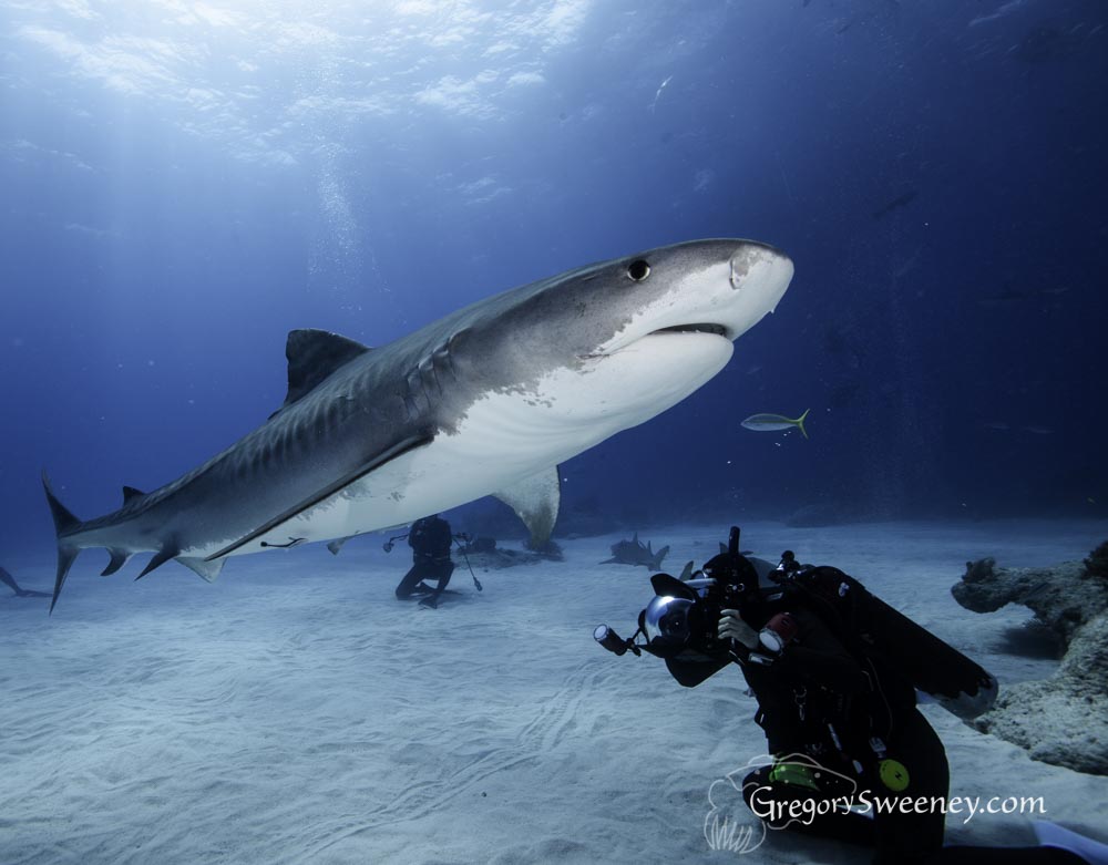 tiger shark dive bahamas-6