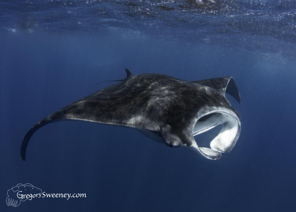swim with giant manta rays