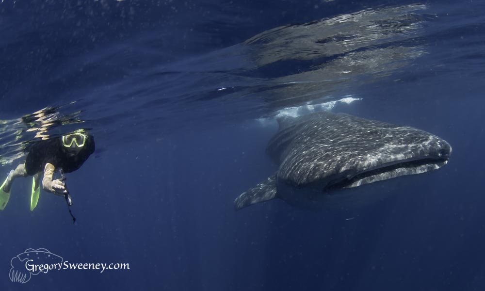 Whale shark charters for photographers