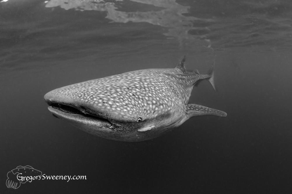 Whale Shark Black and white in Photoshop