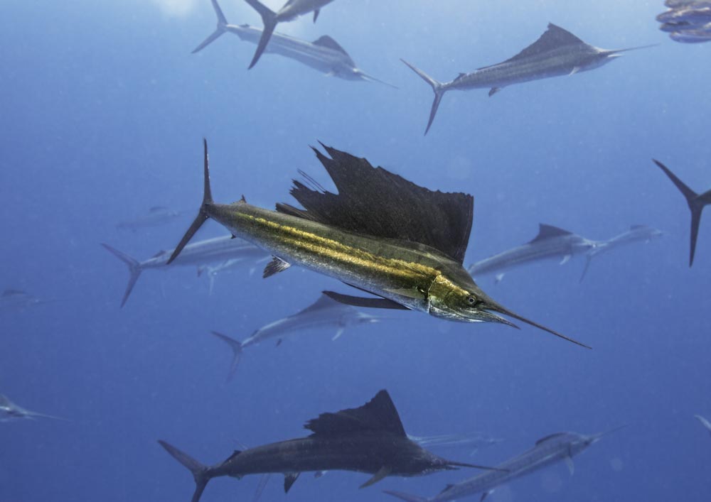 Sailfish Hunting sardines