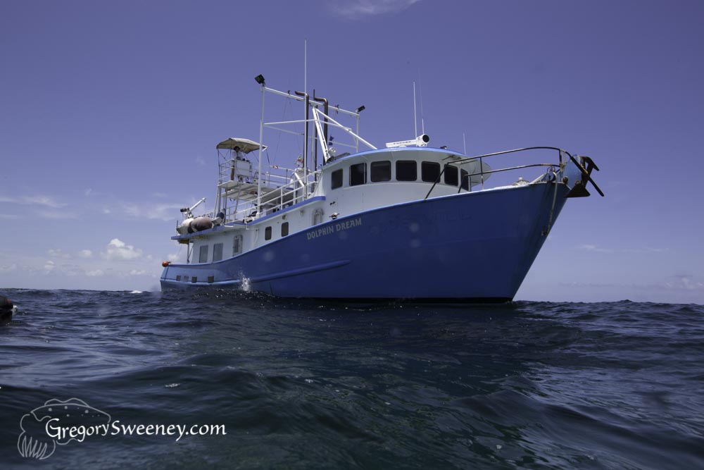 Tiger shark Bahamas dive boat