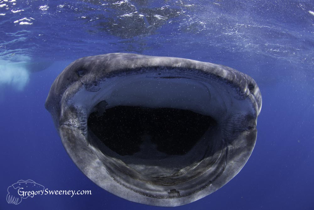 whale shark mouth wide open