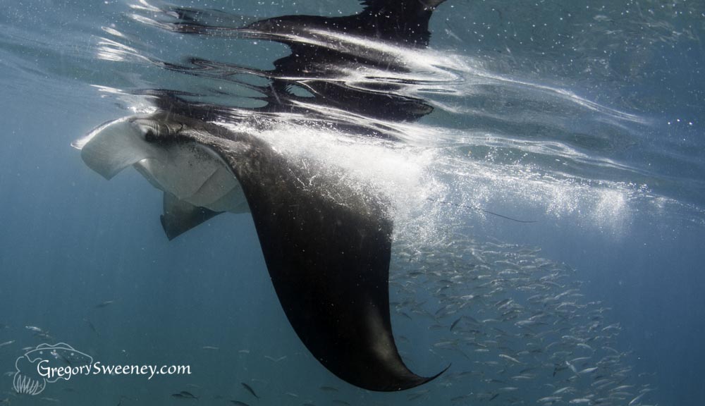 manta ray swimming