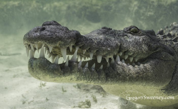 swim with crocodiles in Mexico