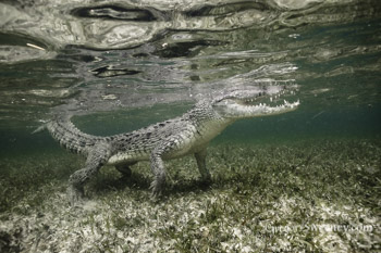 photograph crocodiles in Mexico