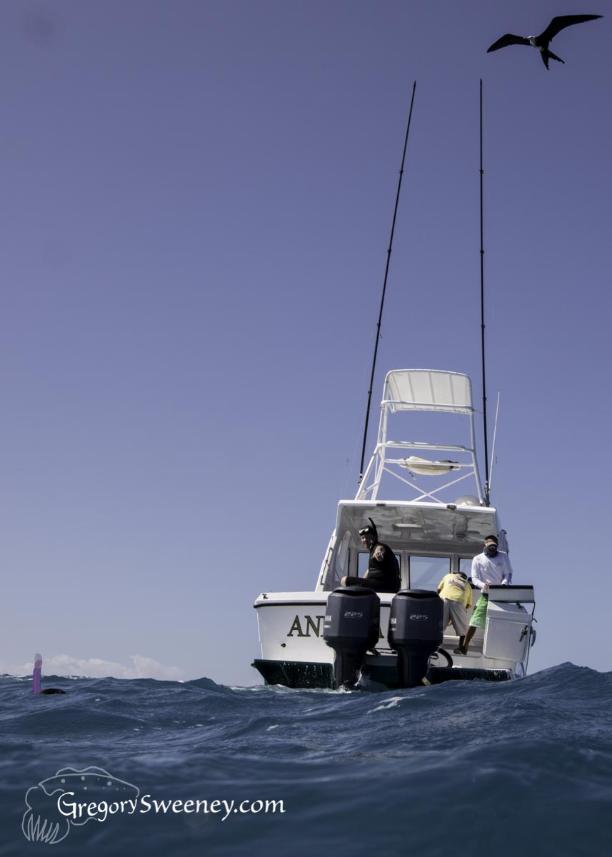 Private Charter swim with Sailfish