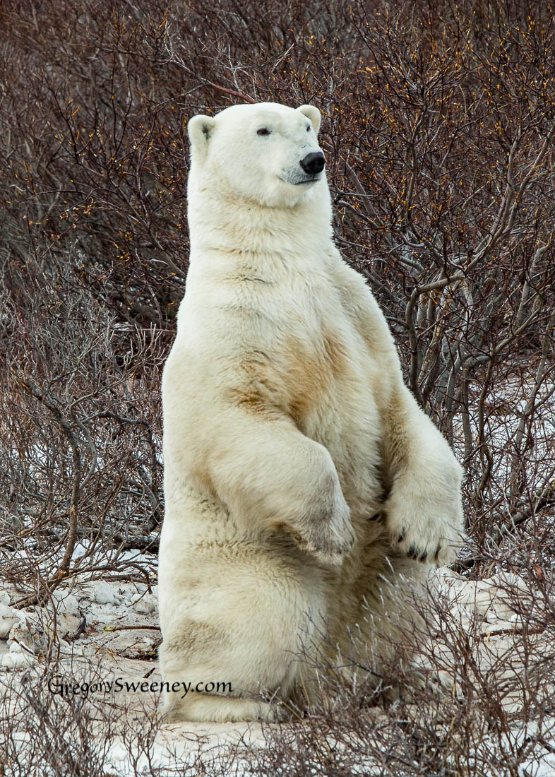 male polar bear