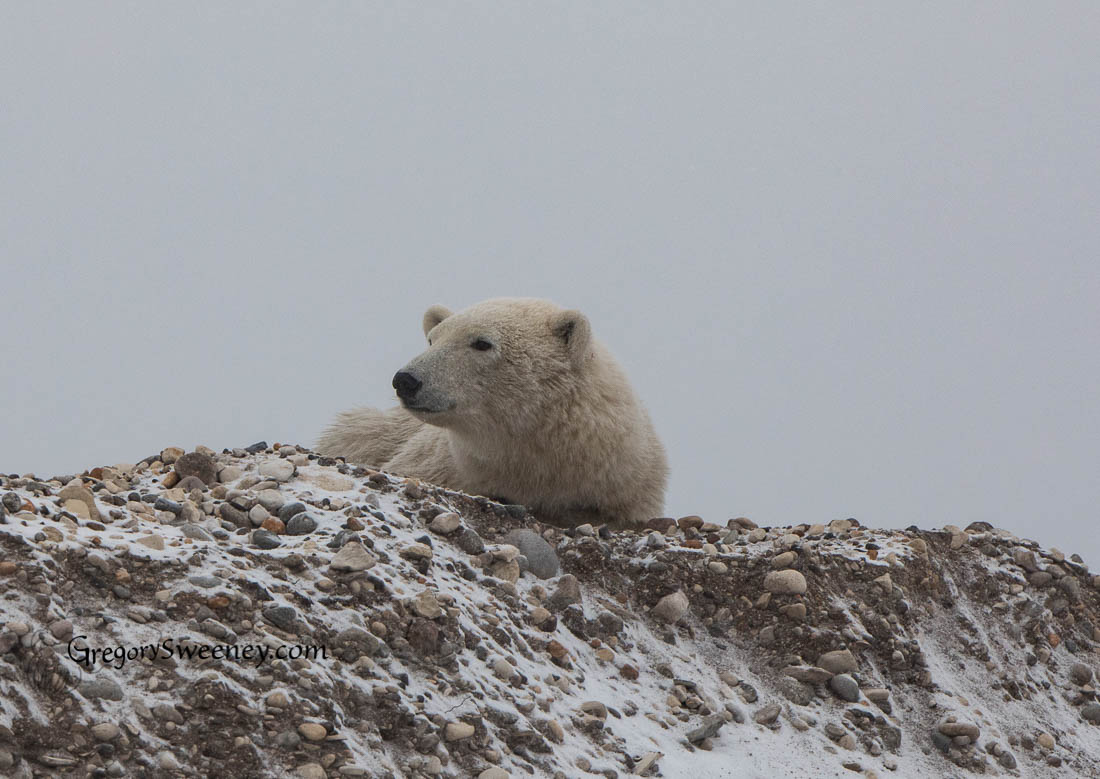 polar bear photography workshop