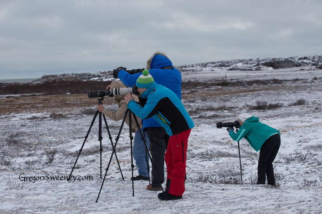 photographing polar bears