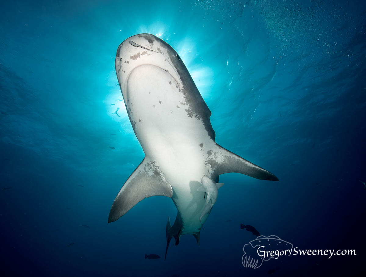 tiger shark scuba live aboard bahamas