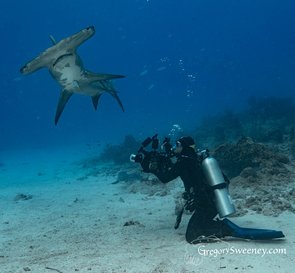 diving with hammerhead sharks