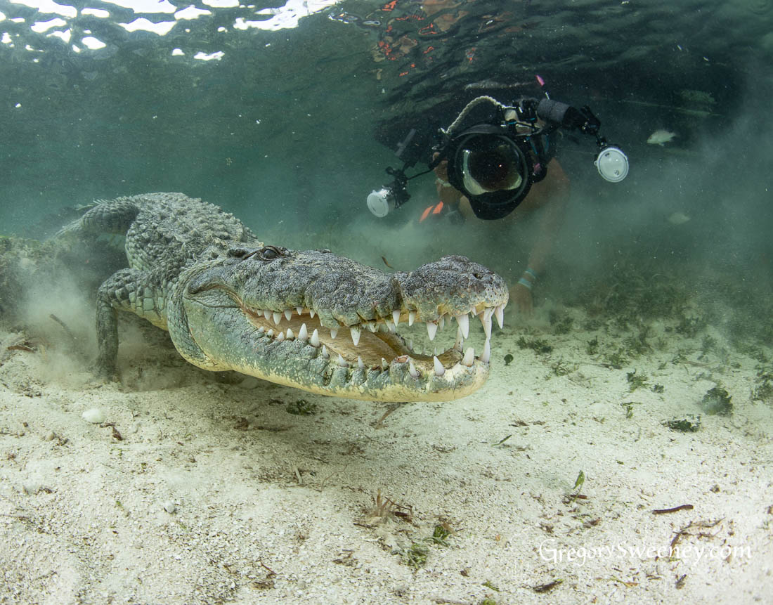 photographing crocodiles