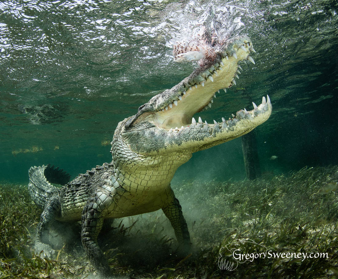 Crocodiles at Chinchorro