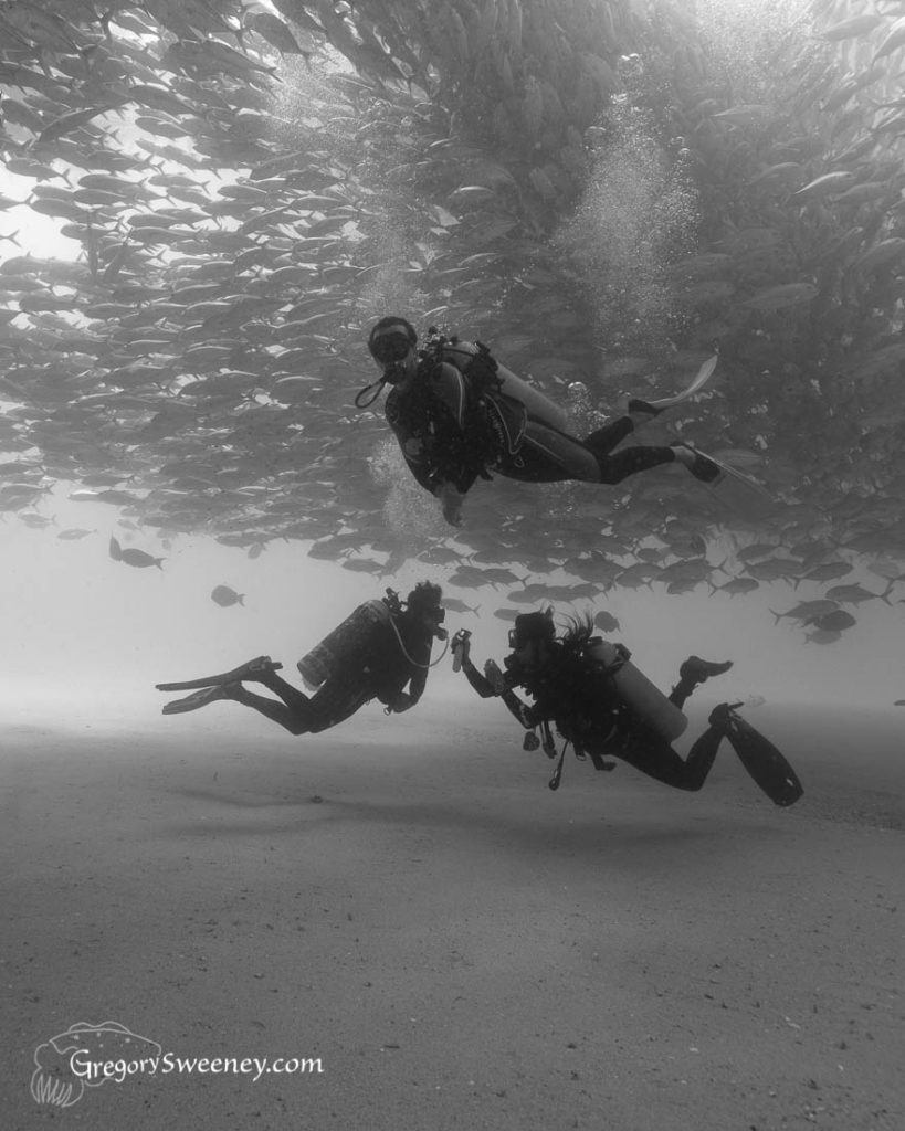 Cabo Pulmo National Park Diving