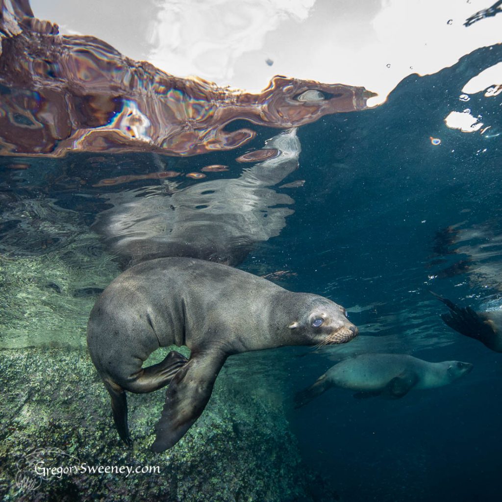 sea lion colony dive La Paz