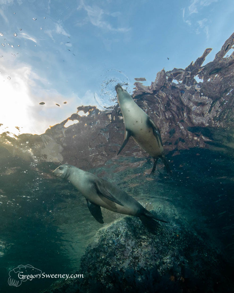 diving with sea lions