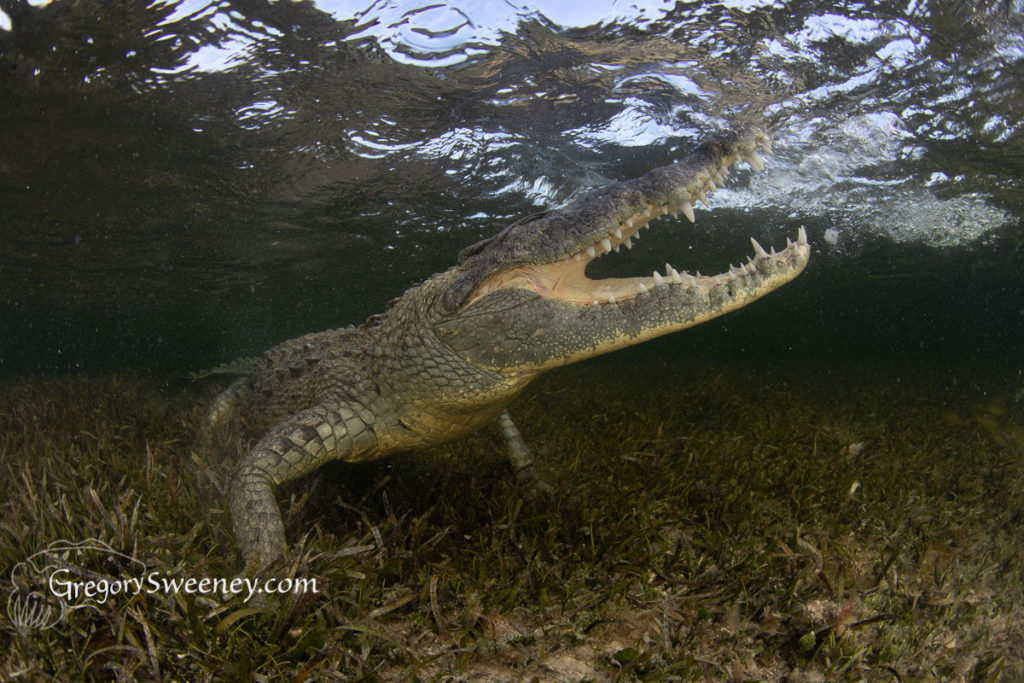 Crocodiles in Chinchorro