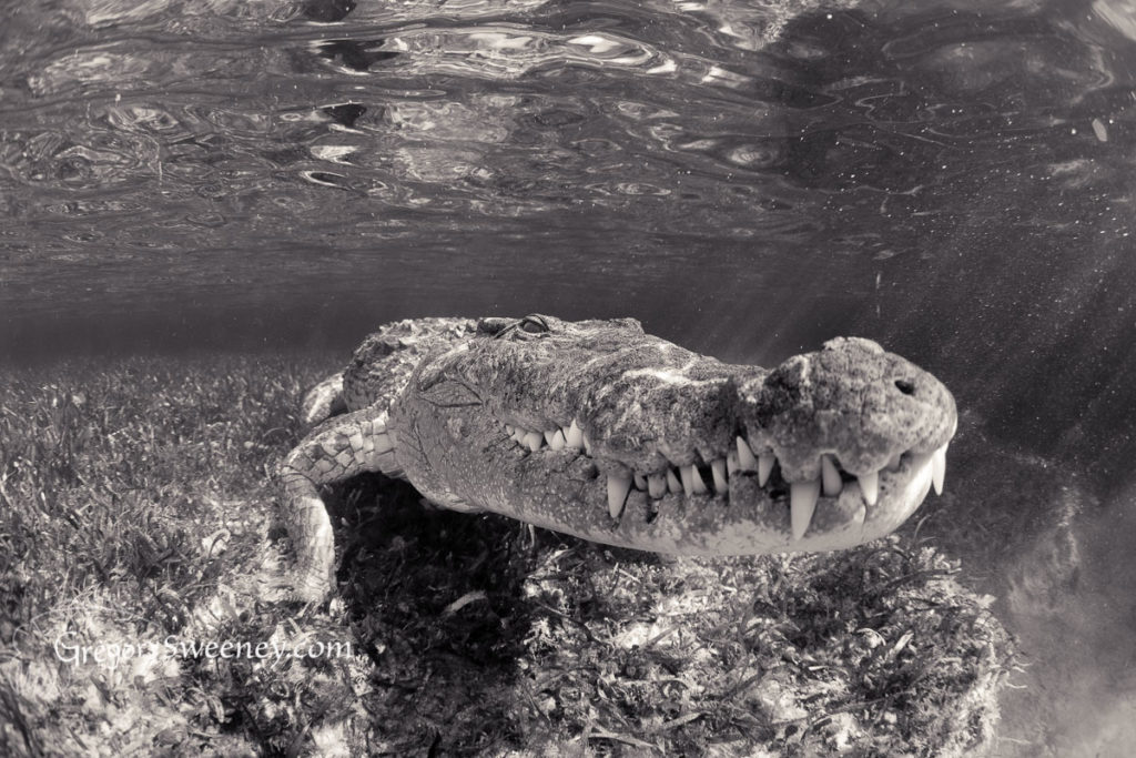 Photographing Crocodiles in Mexico