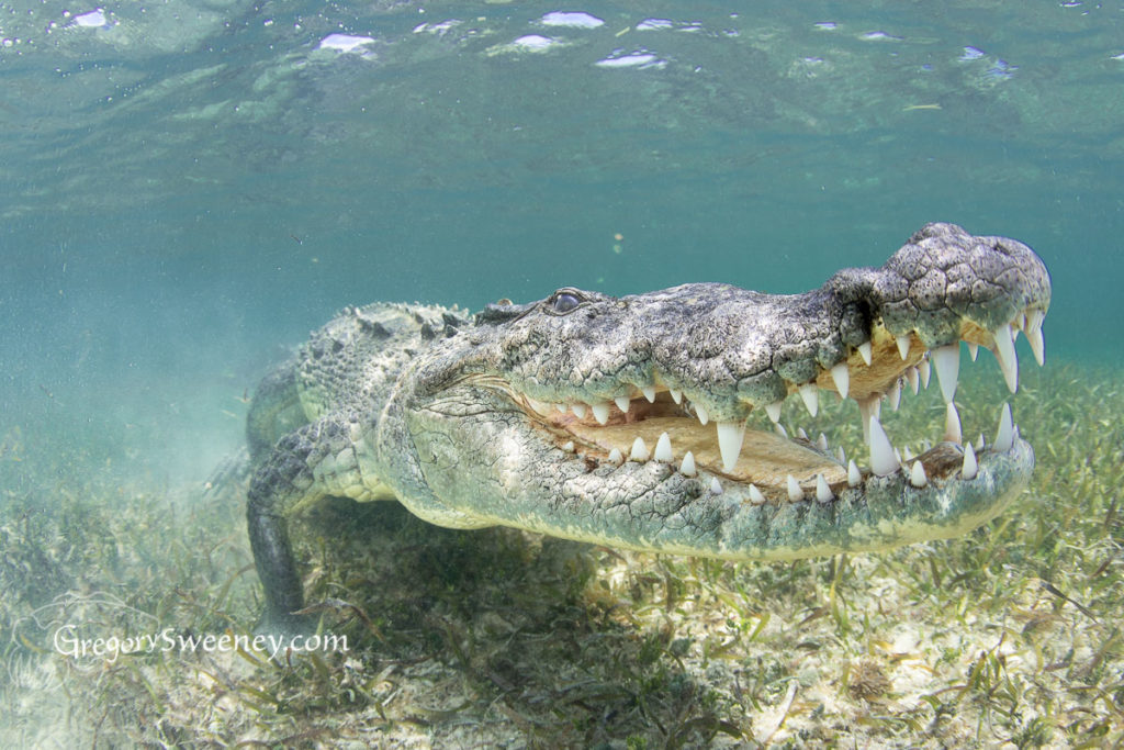 Crocodiles in Mexico