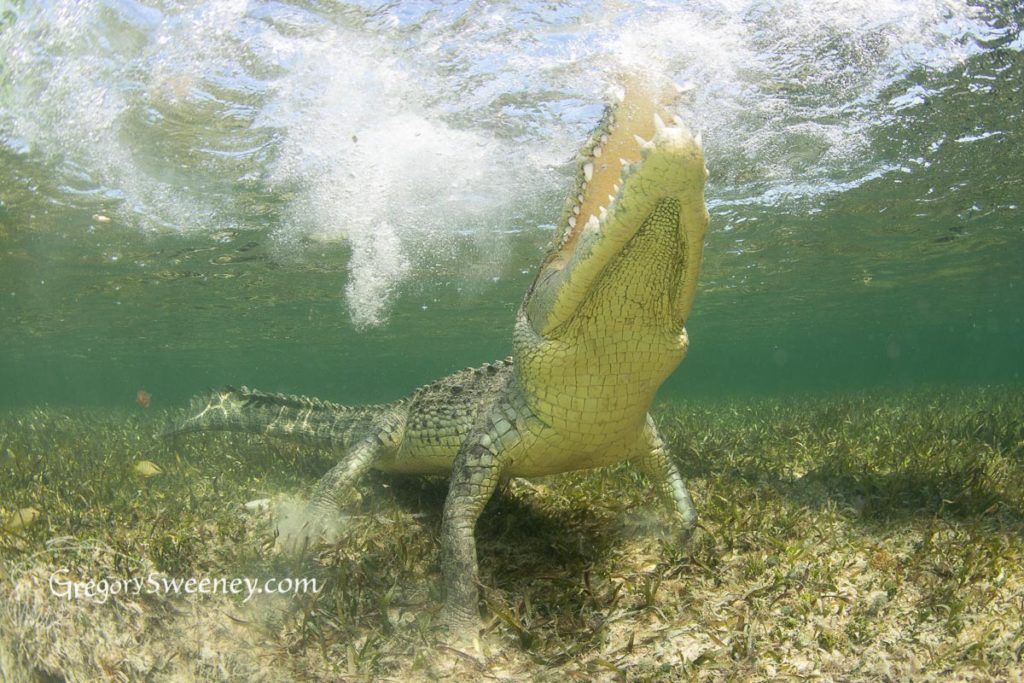 photographing crocodiles in Mexico