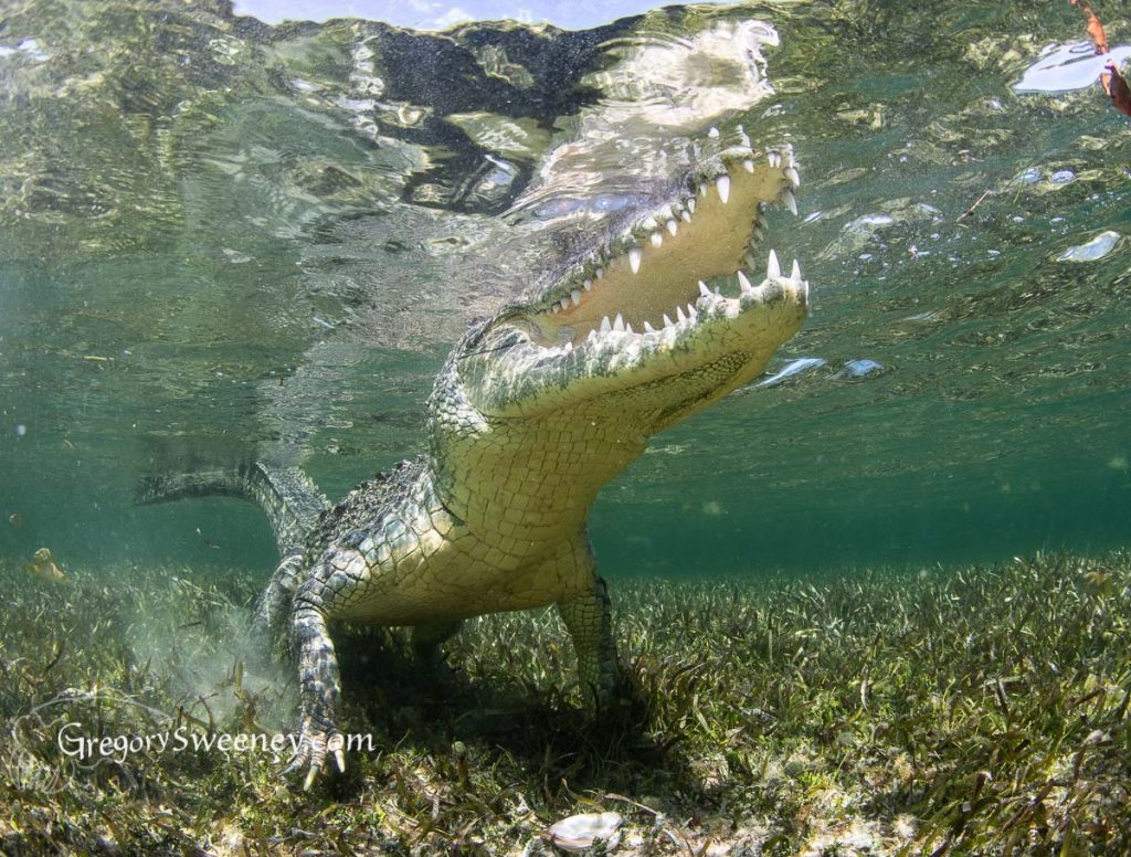 Photographing Crocodiles