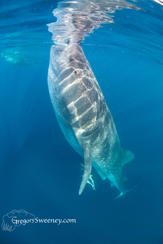whale shark trip isla mujeres mexico